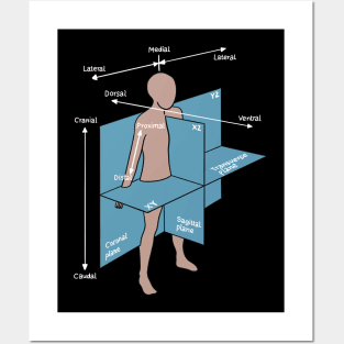 Dorsal Ventral Planes Of Human Body - Nurse Or Physician Posters and Art